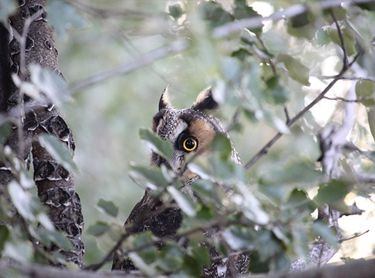 Owl peeking through tree branches