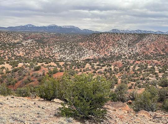 Golden Open Space with mountains in the distance